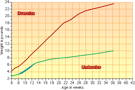 Sheltie Weight Growth Chart