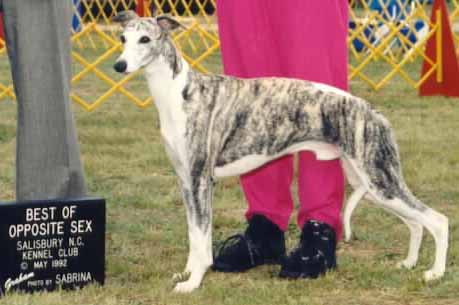 whippet blue brindle