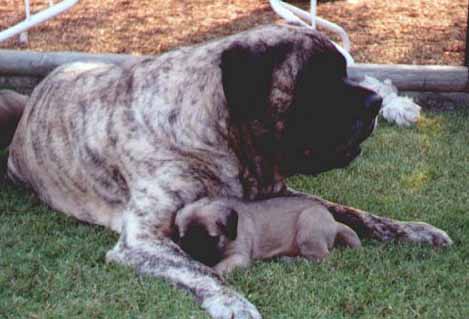brindle and white